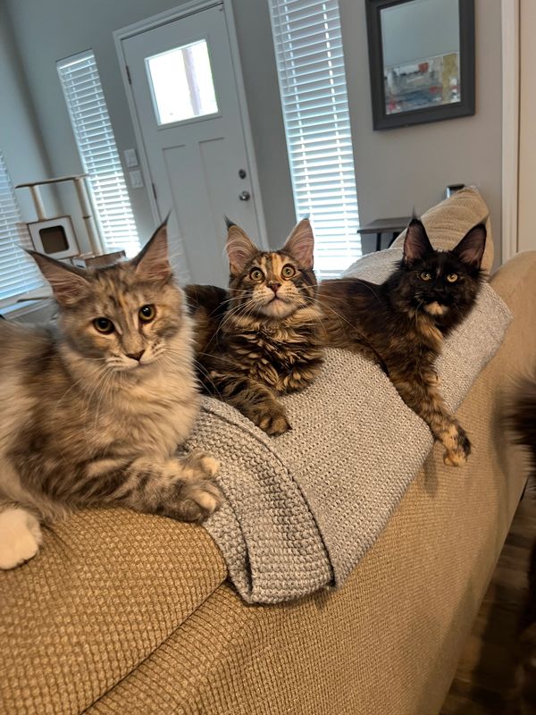 Three fluffy cats lounging on the back of a couch indoors.