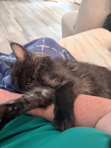 A fluffy black kitten sleeping peacefully on a person's arm.