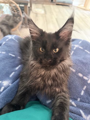 Fluffy black kitten with large ears resting on a cozy blue blanket.
