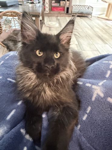 A fluffy black cat with large ears resting on a blue blanket.