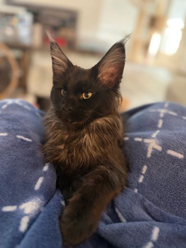 A black cat with large ears lounging on a blue blanket.