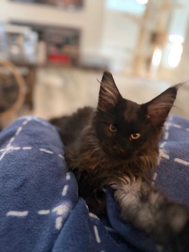 A fluffy black cat with striking eyes resting on a blue blanket.