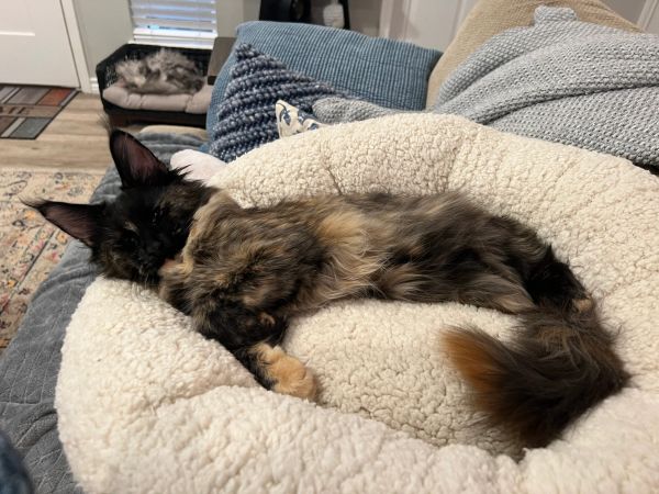 A fluffy cat naps comfortably in a soft, round bed.