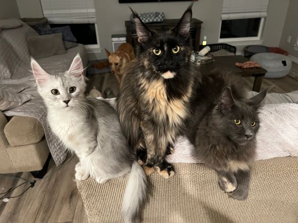 Three cats sitting on the back of a couch with a dog in the background.
