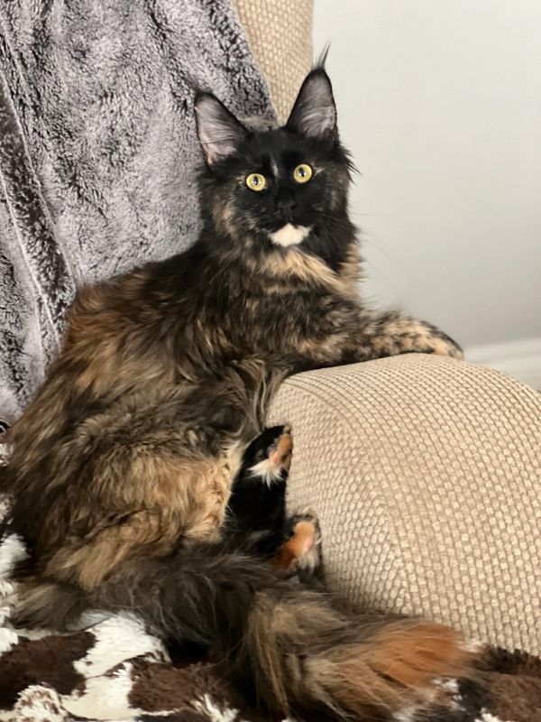 Fluffy tortoiseshell cat lounging on a beige armchair.