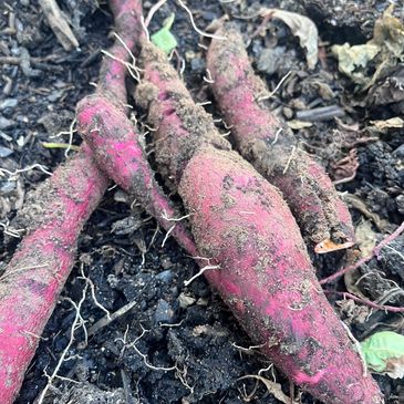 Black Peppercorn Garden Fresh Sweet Potatoes 