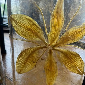 Black Peppercorn Garden Creations 