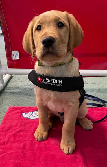 Welcome Freedom Service Dog Sprout