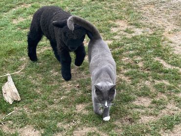 Our rescue cats can be found mousing along the stone walls.