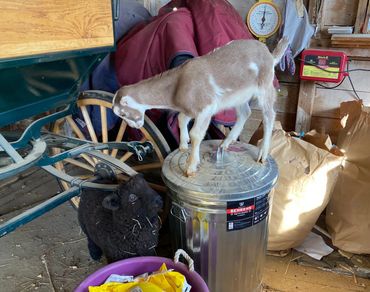 LaMancha goat on top of a trashcan.