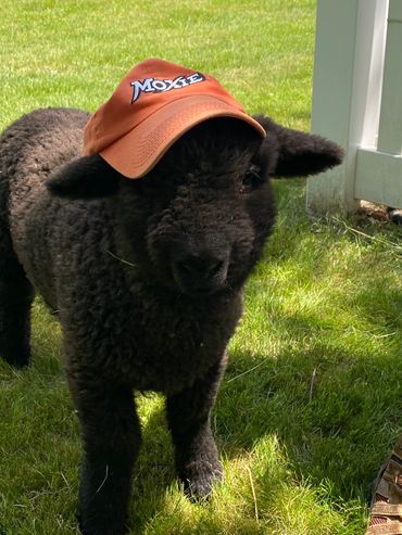 Ollie the sheep wearing a Moxie hat.