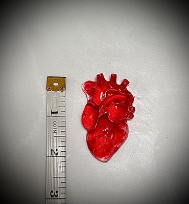 Anatomical heart magnet $5
