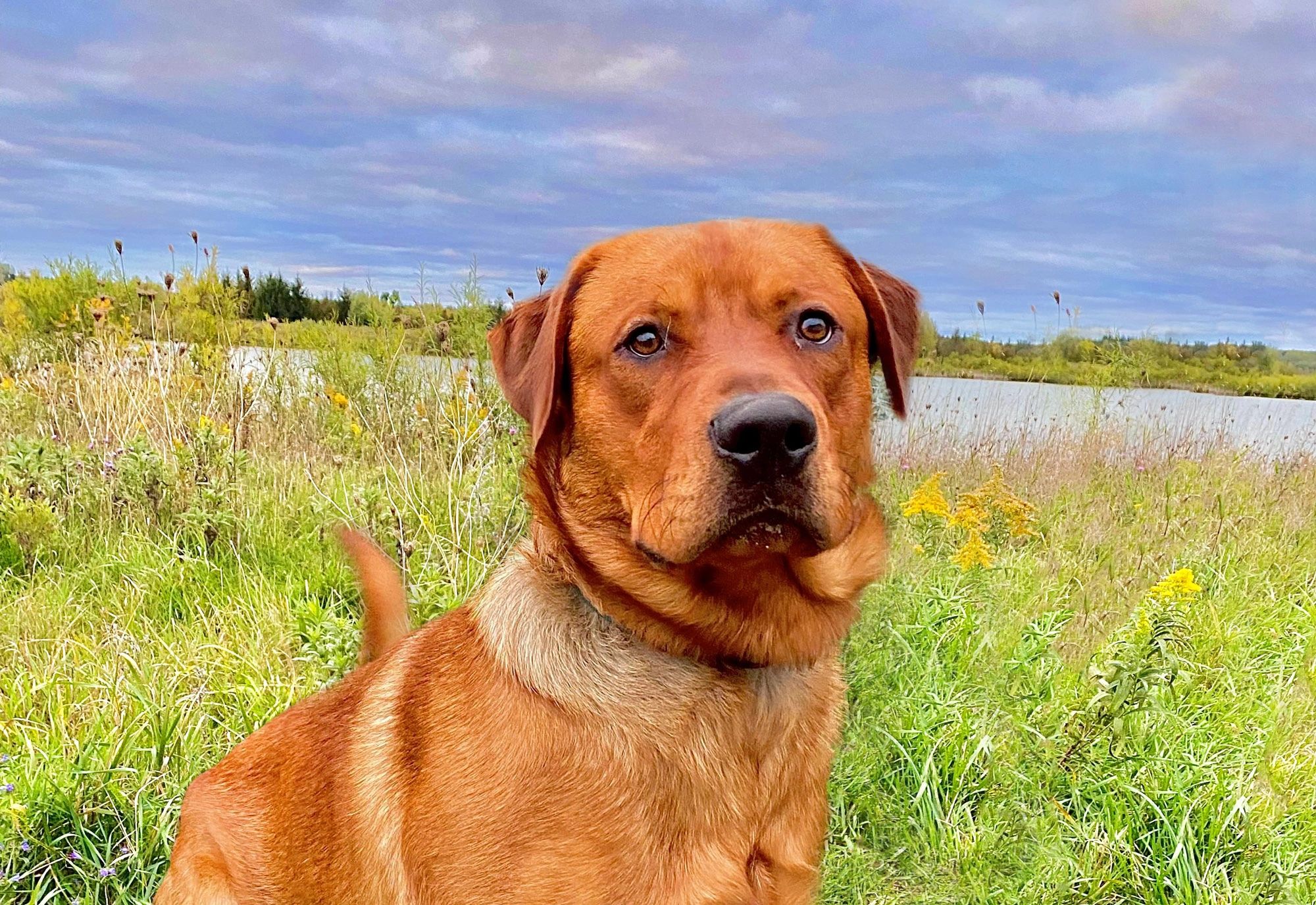 Alliston District Humane Society