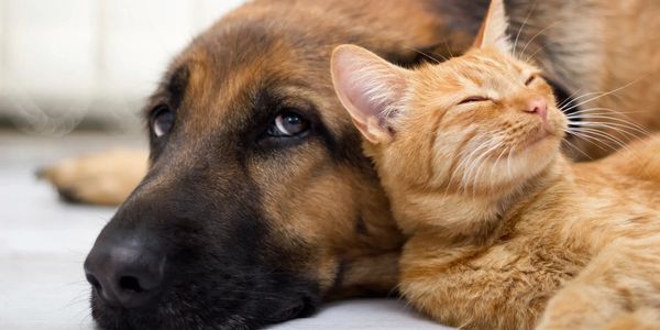 Dead pets, dead dogs, dead cats that needs compassionate, caring afterlife care. 
