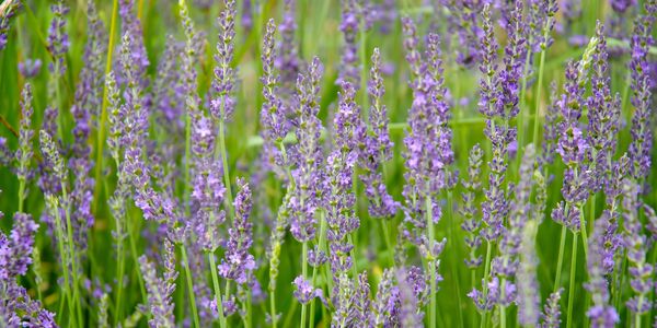Field of blooming lavender flowers with green stems.