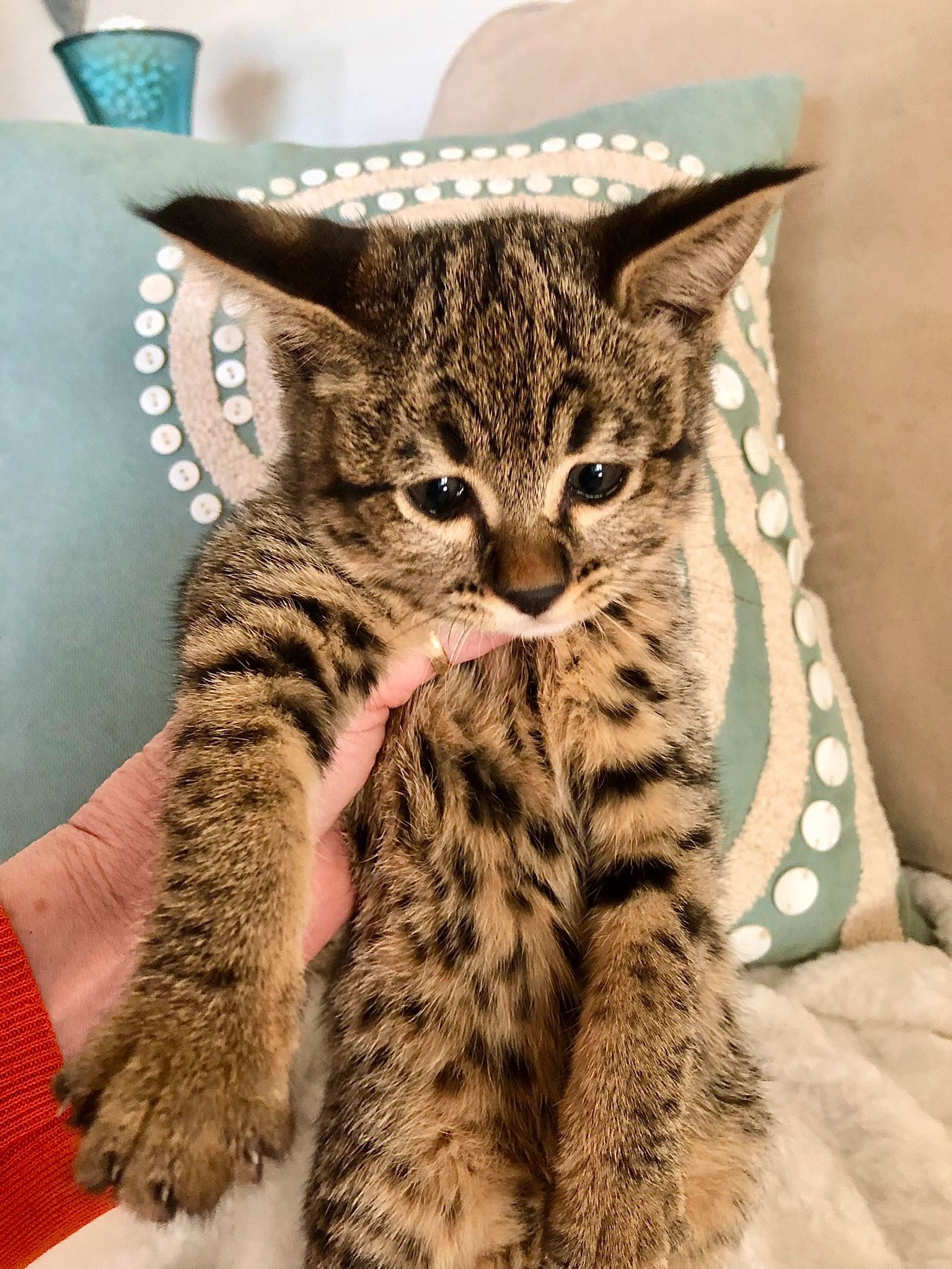 F2, F3 Savannah cats for sale‼️