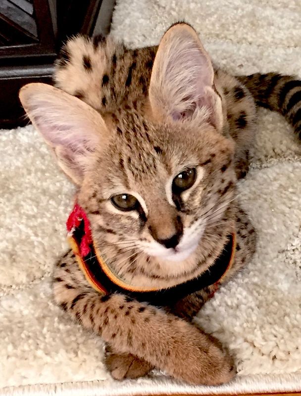 Savannah cats for sale in Ca.