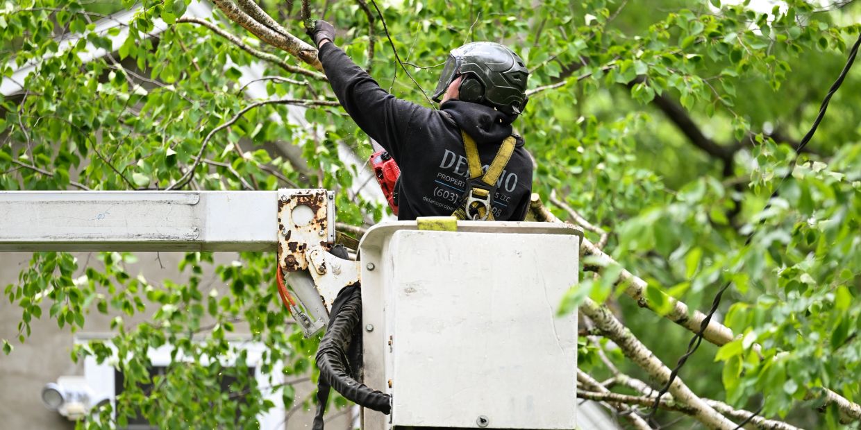 Worker trimming tree branches using a lift bucket and chainsaw.