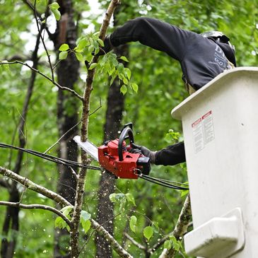 Worker in a bucket lift cutting tree branches with a chainsaw.