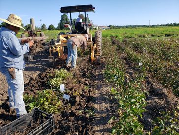 Hollingsworth Peonies field staff during peony root harvest