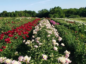 Production field at the new Hollingsworth Peonies farm