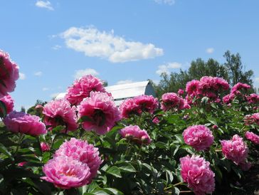 Large barn at the original Hollingsworth Peonies farm