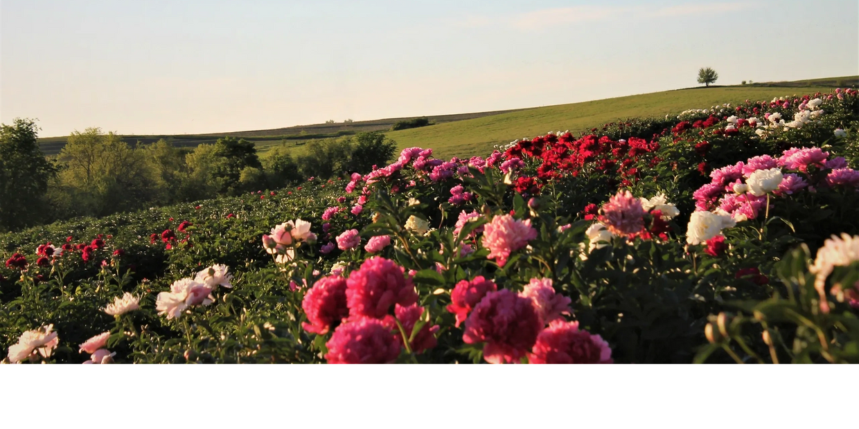 Peony Field at Dusk