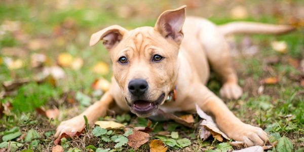 Boisterous puppy play