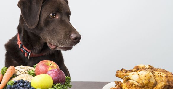 dog working around food 