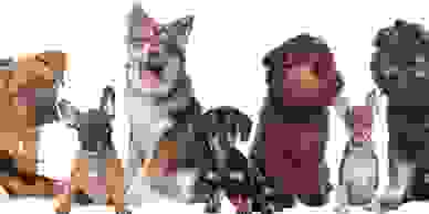 Puppie class, dog training 