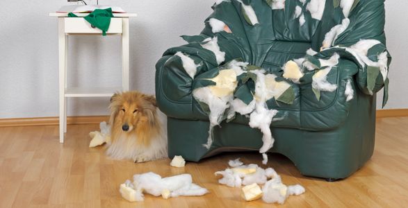 Destructive dog behaviour 