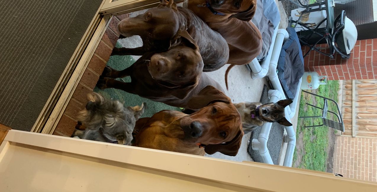 Boarding School for dogs, boarding school, dog training, school for dogs, kickstart for dogs, Doggy Boot Camp