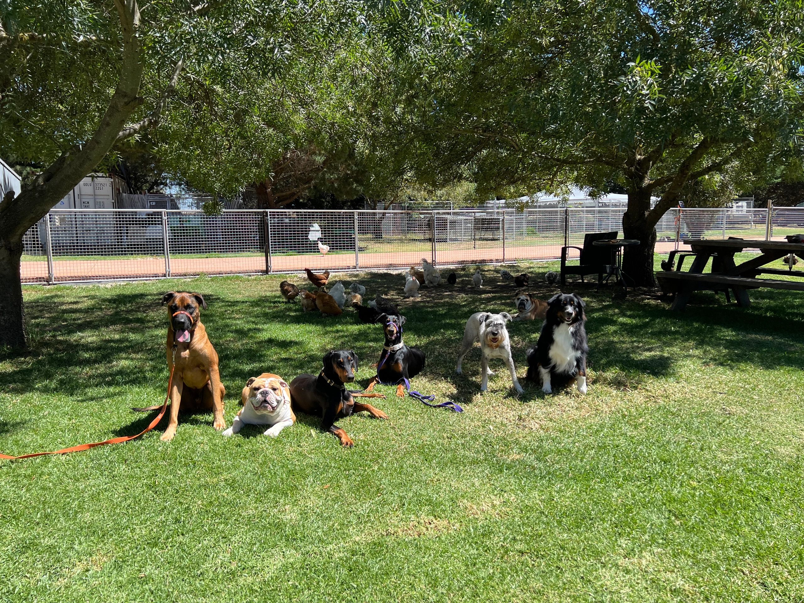 Beyond Obedience Dog Training, Boarding School for Dogs