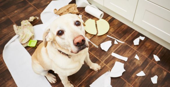 Dog destroying home