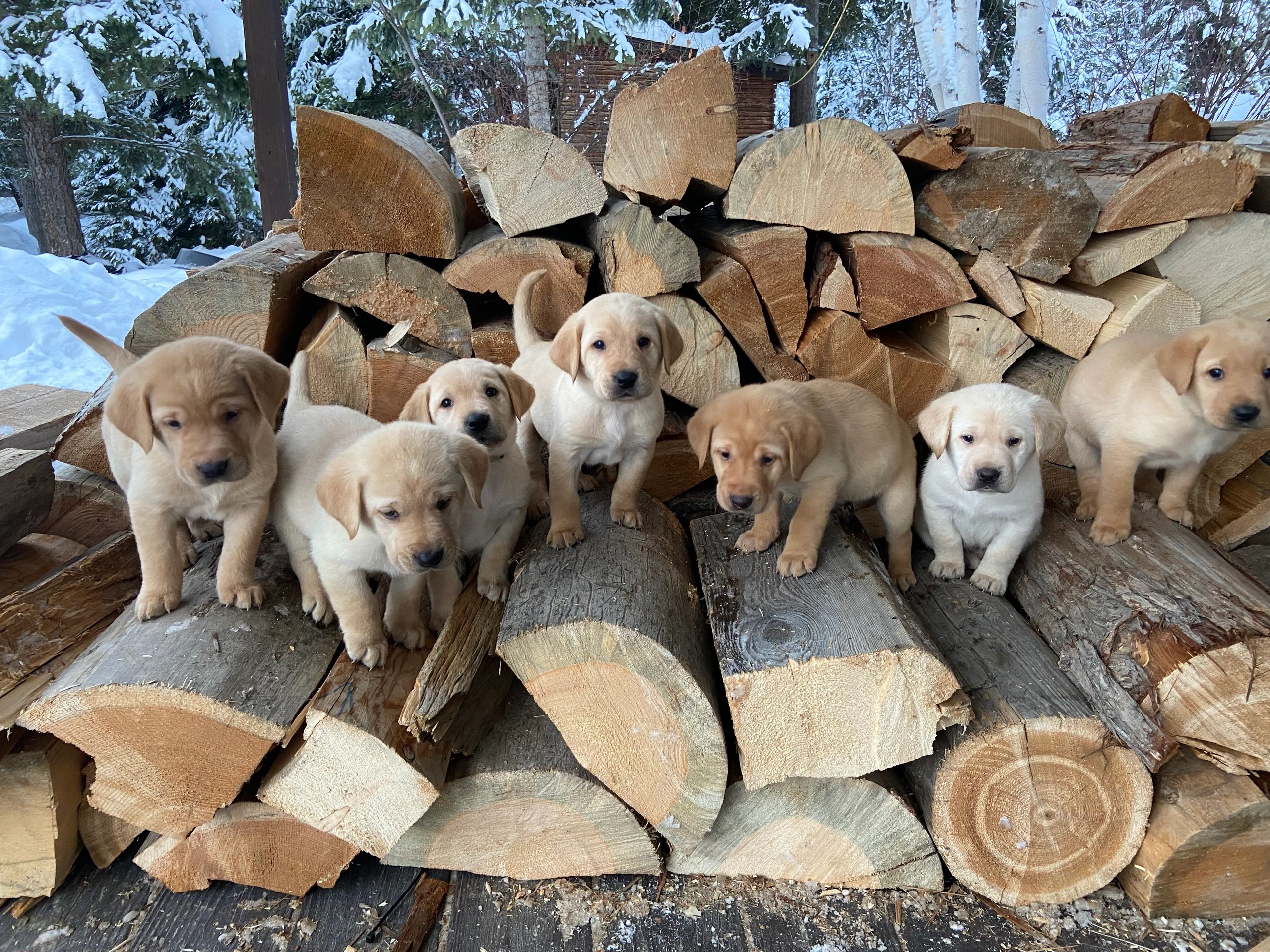 Labrador, Lab Puppy Mountain Meadow Labradors Whitefish, Montana