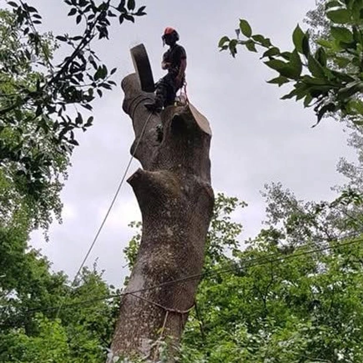 A person stands atop a tall, cut tree trunk surrounded by greenery.