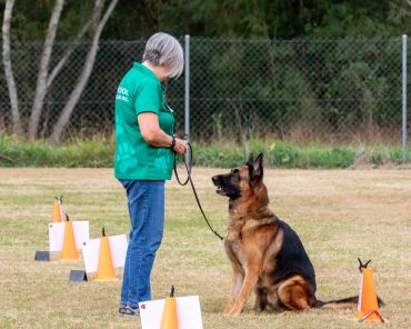 Woman training German Shepherd in outdoor field.