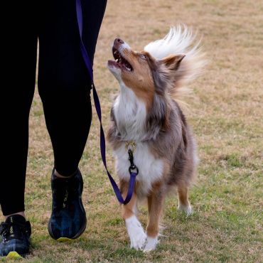 Dog walking attentively beside its owner on a leash.