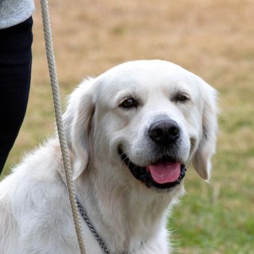Happy white dog on a leash outdoors.