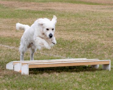 White dog jumping over a hurdle outside.