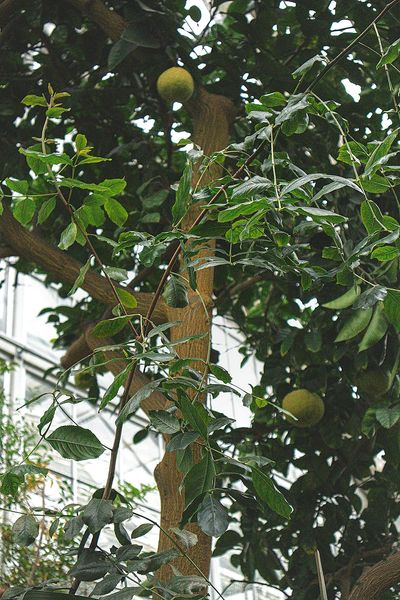 Durian tree with durian fruits growing on it. Durable exotic wood is harvested from the tree.