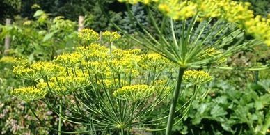 Dill blooming in the garden.