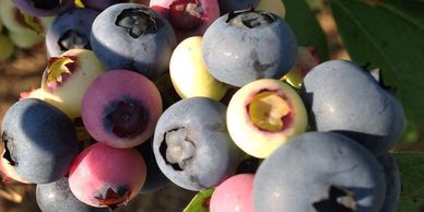 Cluster of blueberries ripening on the bush.
