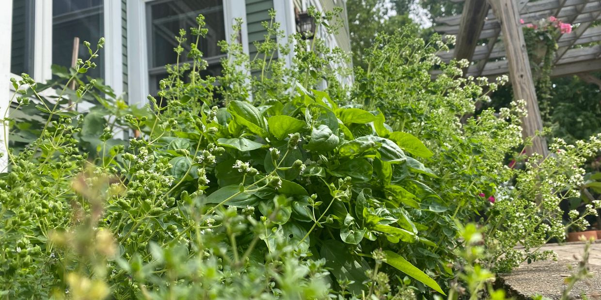 kitchen herb garden
