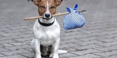 Picture of a dog with his bags packed for staying in our pet-friendly, Smokies Cottage at Brookside.