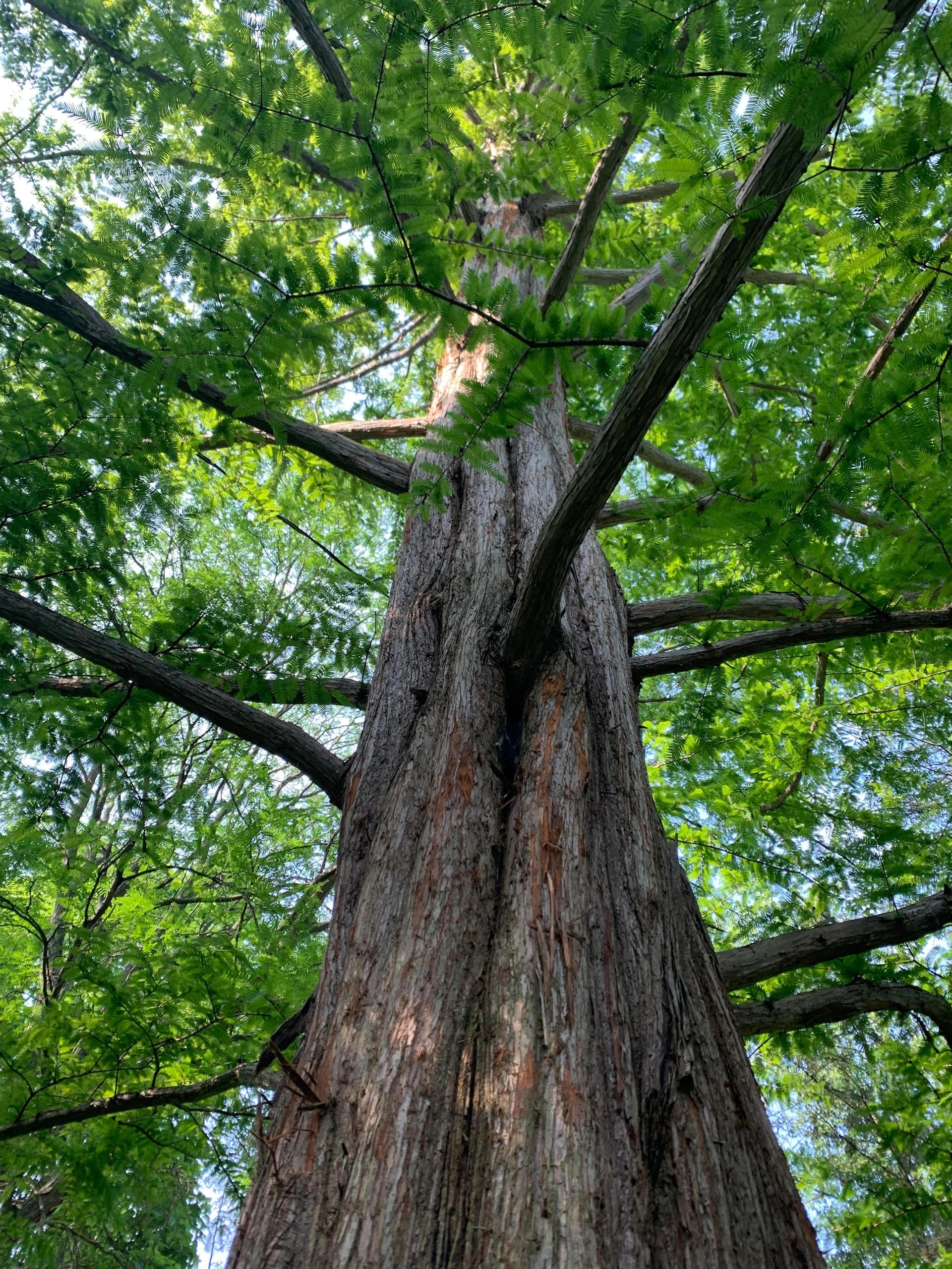 Home [deruytetreeservices.ca]