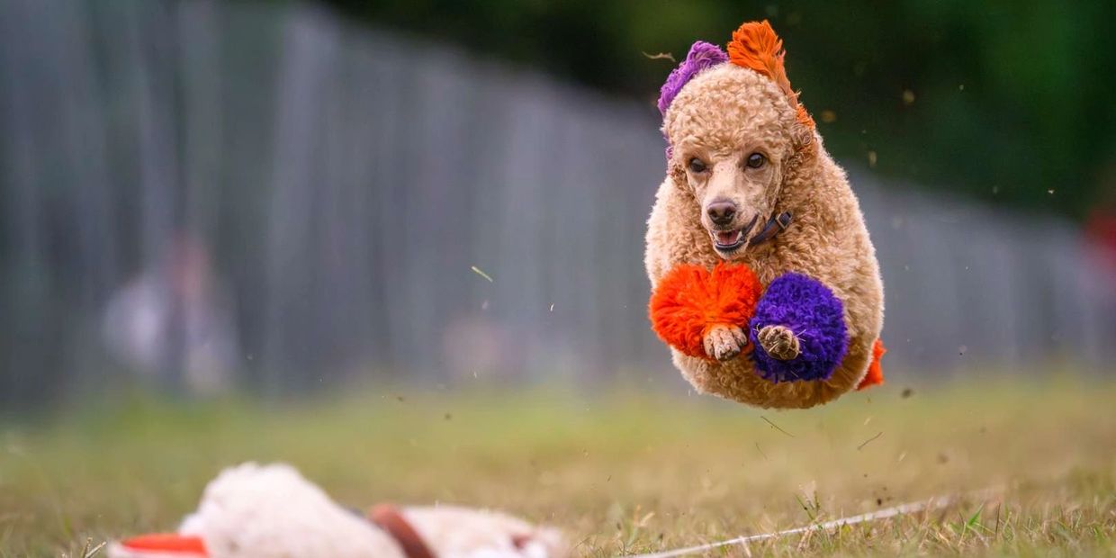 Poodle mid-jump with colorful pom-poms on paws.