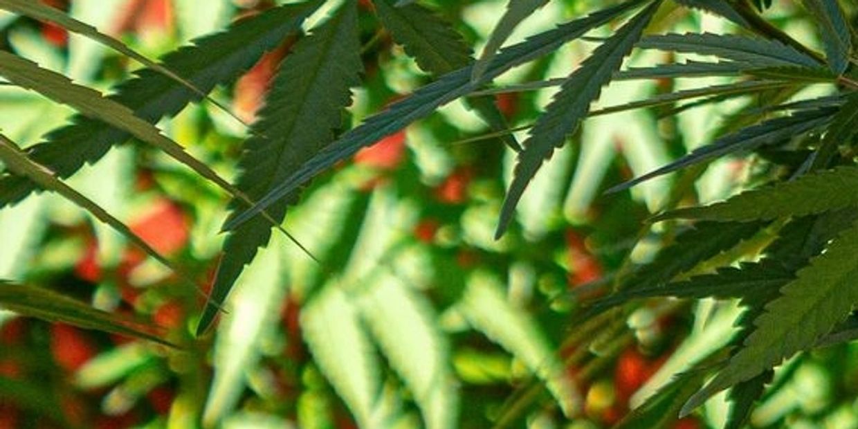 About Us Medicure Organics Medical cannabis trader is widely recognised as one of the finest weed shop in usa and europe. about us medicure organics