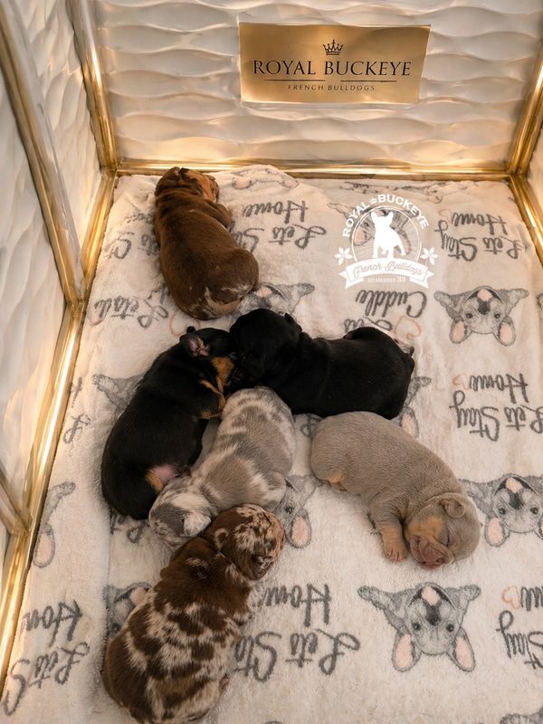 A group of French Bulldog puppies sleeping together in a cozy enclosure.