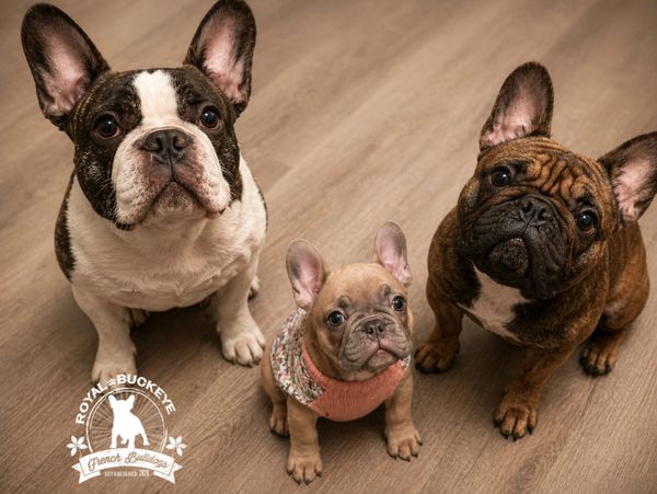 Three French Bulldogs sitting and looking up on a wooden floor.
